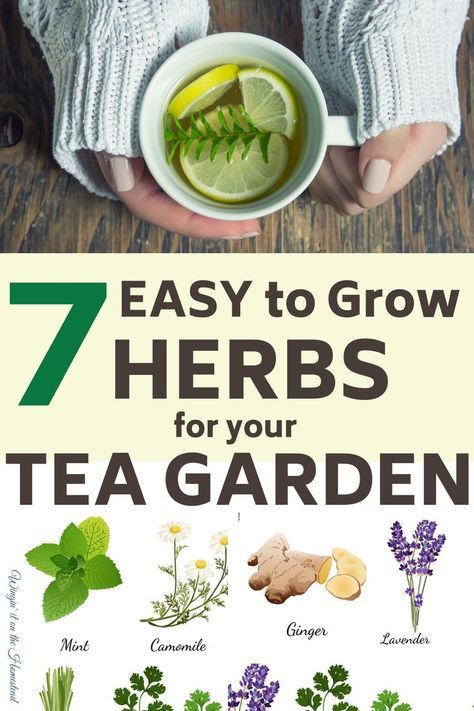 Growing Herbs Outdoors, Easy To Grow Herbs, Herbs For Tea, Best Herbs To Grow, Easy Herbs To Grow, Herbal Tea Garden, Herbs To Grow, Grow Herbs, Medicinal Herbs Garden