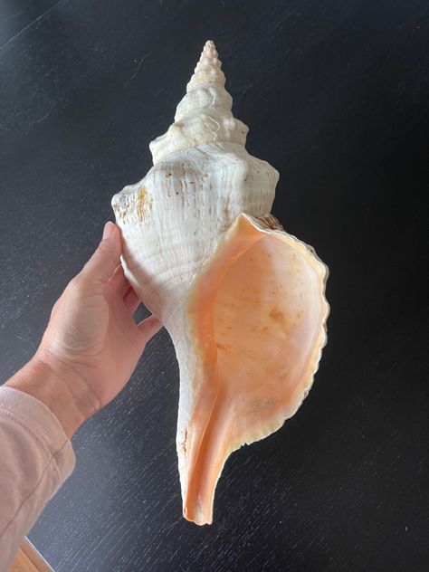 Conch Shell Photography, Conk Shells, 300 Drawing Prompts, Remember Tattoo, Seashell Creations, Costal Bedroom, Shell Tattoos, Big Shell, Rock Tattoo