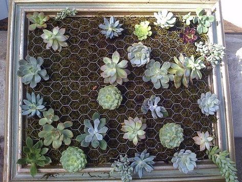 How To Make A Vertical Succulent Garden. Now, THIS is a show-stopper of a DIY. Chicken Wire Projects, Succulent Wall Garden, Succulent Frame, Vertical Succulent Gardens, Vertical Vegetable Garden, Vertical Herb Garden, Succulent Garden Diy, Garden Frame, Hanging Succulents