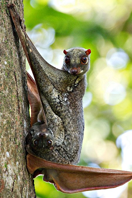 flying lemur....Que ves?...me parezco o soy? Sunda Colugo, Unknown Animals, Flying Lemur, Zoo Zoo, Regard Animal, Interesting Animals, Unusual Animals, Rare Animals, Weird Animals