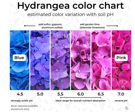 Hydrangea Identification, Hydrangea Colors Shades, Ortensia The Cat, Meaning Of Hydrangea, Blue Hydrangea Meaning, Goth Garden, Hydrangea Colors, Flower Meanings, Unusual Flowers