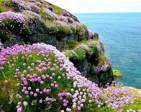 Sea Thrift Flower, Thrift Flower, Sea Thrift, Pnw Garden, Manx, Urban Photography, Cornwall, Geography, Wild Flowers