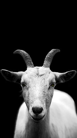 Grey Goat Ship Photography, G.o.a.t Wallpaper, Goat Picture, Dark Cottagecore Decor, Japanese Wallpaper Iphone, Goat Art, Bunny Tattoos, Future Wallpaper, Cute Goats