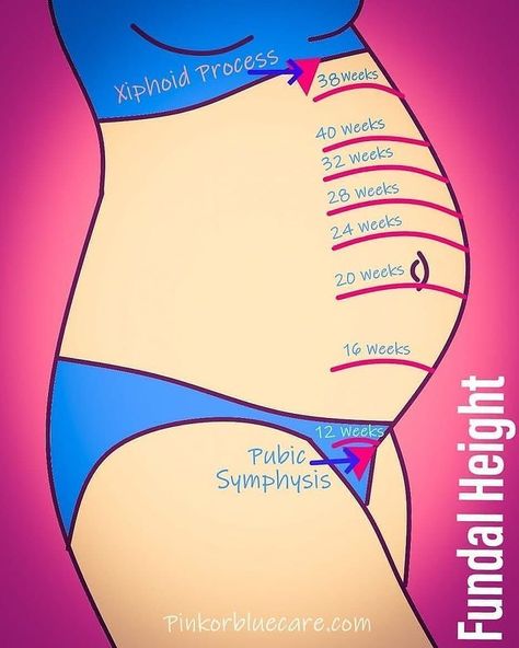 Pregnancy Trimester Chart, Trimester Chart, Fundal Height, Pregnancy Chart, Note On Instagram, Midwifery Student, Postpartum Care Kit, Pregnancy Facts, Basic Anatomy And Physiology