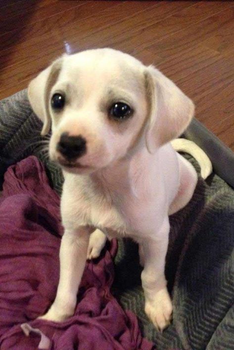 cheagle puppy Pomchi Puppies, Chihuahua Mix Puppies, Pampered Dogs, Cute Beagles, Angel Wallpaper, Beagle Mix, Chihuahua Mix, Love Us, Animal Pics