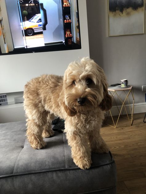 Ruby the cockapoo puppy ❤️ Cockapoo Puppies, Puppies, Dogs, Animals