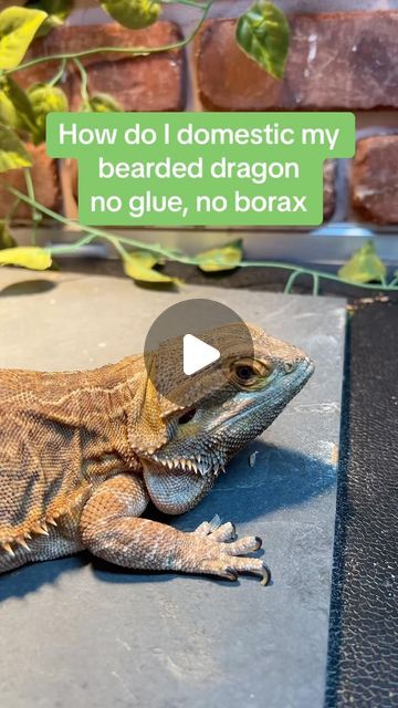 Zen Habitats on Instagram: "Given the fact that bearded dragons, much like other pet reptiles, have not been specifically bred to display certain characteristics outside of what they have in nature this means that they cannot be a “domestic species”. 🦎

 
#zenhabitats #reptile #reptileenclosure #reptilelover #reptilekeeper #animaldomestication #beardeddragon #reptilefacts" Reptile Enclosure, Reptiles Pet, Bearded Dragon, Reptiles