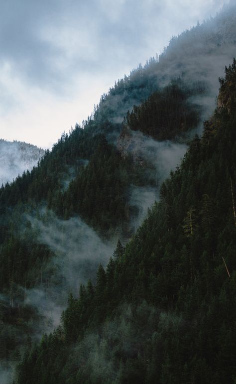 Dark Forest Aesthetic, Vertical Landscape, Misty Forest, Forest House, Dark Forest, Green Aesthetic, Nature Travel, Amazing Nature, Beautiful World