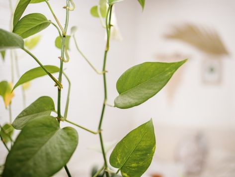 What To Do With Leggy Plants - Fix Leggy Pothos And Philodendron How To Fix Leggy Pothos, Pruning Pothos Plant, Leggy Pothos Plant, Vine House Plants, Indoor Vine Plants, Pathos Plant, Plants That Like Shade, Pothos Vine, Indoor Vines