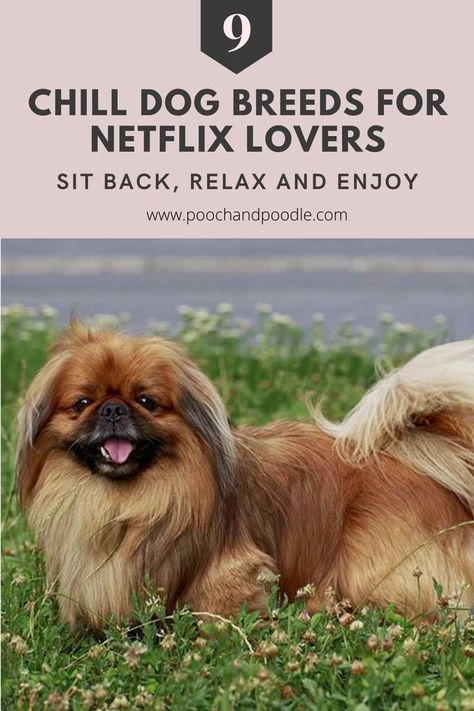 Looking for relaxed dog breeds that you don't have to run around after? More importantly, looking for a chilled out fur-BFF to share your favorite Netflix series with? One that doesn't want you to stop halfway through and go play? Then you'll want to consider these nine breeds which, according to the AKC, include the: Cavalier King Charles Spaniel, Boerboel, Pekingese, Saint Bernard, Irish Wolfhound and Bassett Hound among others. #calmdog #chilldog #relaxeddog #dogbreeds #poochandpoodle Therapy Dogs Breeds, Chill Dog, Blue Eyed Dog, Calm Dog Breeds, Relaxed Dog, Clumber Spaniel, Akc Breeds, Dog Breeds List, Tibetan Spaniel