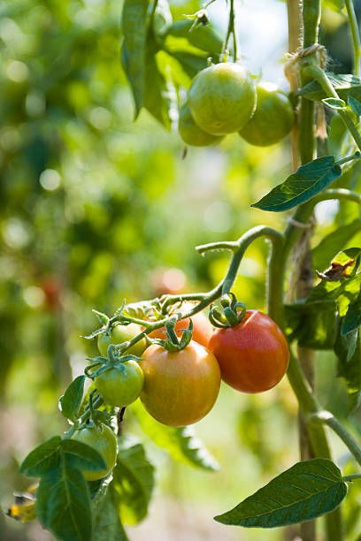 Tomatoes Ripening On The Vine Tomato Vine, Seed Box, Plant Photography, Tomato Plants, Heirloom Tomatoes, Wine Country, Farm Life, Drawing Reference, Painting Ideas