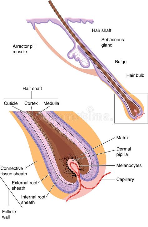 Hair follicle. Detail of hair shaft, follicle and bulb with labels #Sponsored , #SPONSORED, #affiliate, #follicle, #bulb, #labels, #Detail Beauty School Cosmetology, Tissue Biology, Skin Anatomy, Hair Science, Human Body Organs, Hair Facts, Hairdressing Training, Skin Facts, Subcutaneous Tissue