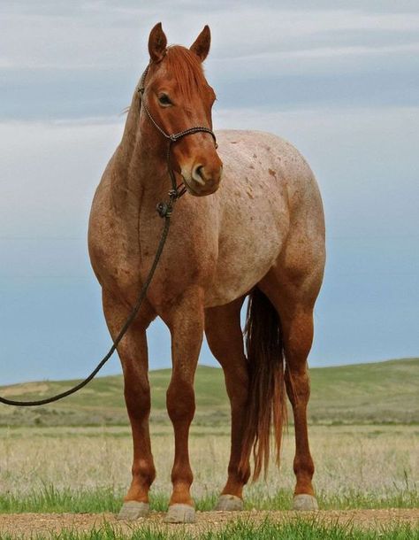 Aesthetic Horses, Stunning Horses, Aqha Horses, Ranch Horse, Horse Competition, Horse Coats, Horse Photo, Horse Inspiration, Rodeo Horses