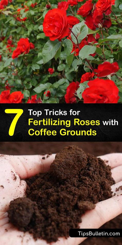 Uses For Coffee Grounds In The Garden, Adding Coffee Grounds To Soil, Rose Plants Gardening, Rose Food Gardening, Rose Fertilizer Homemade, When To Fertilize Roses, Roses Plants Gardening, How To Use Coffee Grounds In The Garden, Which Plants Like Coffee Grounds