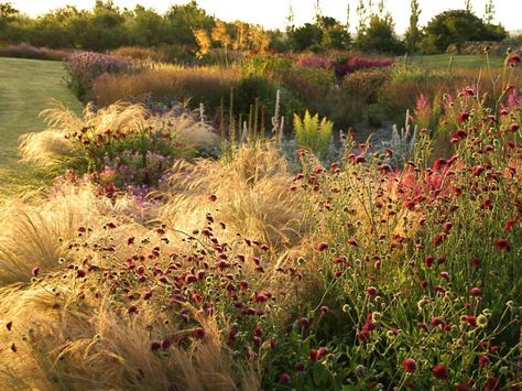 People : Piet Oudolf, Mr Perennial, Form Flat Lands Of Holland To The New York… Prairie Planting, Dutch Gardens, Piet Oudolf, Prairie Garden, Meadow Garden, West Cork, Grasses Garden, Have Inspiration, The Secret Garden