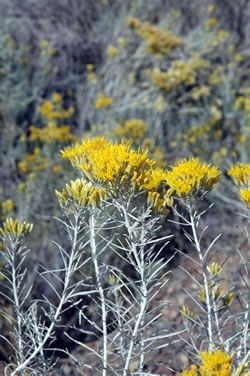 Rabbit Brush Plant, Rabbit Brush, Xeriscape Plants, Brush Tattoo, Perennial Shrubs, Southwest Desert, Colorado Homes, 수채화 그림, Plant Drawing