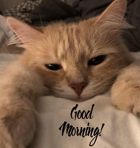 Cat Saying Good Morning, Good Morning Cat Images, Morning Cats Funny, Good Morning Cats Funny, Happy Good Morning, Cute Morning Quotes, Good Morning Animals, Good Morning Sun, Good Morning Cat