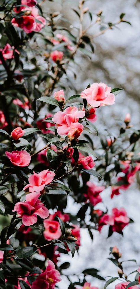 Cherry Blossom Wallpaper Iphone, Wallpaper Cantik Iphone, October Photography, Camellia Sasanqua, Wallpapers Pink, Pink Camellia, Iphone Wallpaper Photography, Cherry Blossom Wallpaper, Red And White Flowers