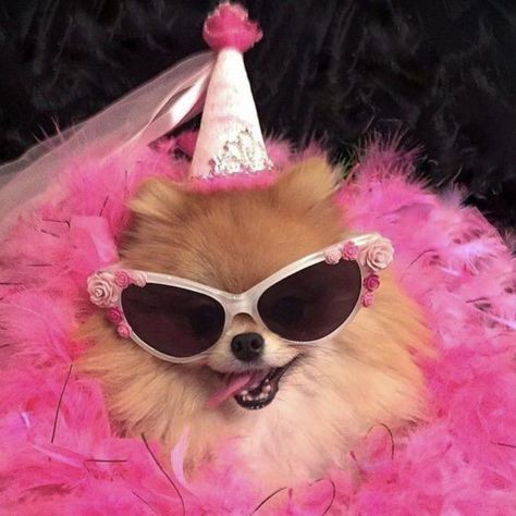 Fabulous on her birthday! 💕💗💖💞💓 #pomeraniangang Party Icon Aesthetic, Party Animal Aesthetic, Birthday Widget, Puppy Icon, Shirt Collars, Whatsapp Pictures, Party Icon, Birthday Icon, Animal Humour