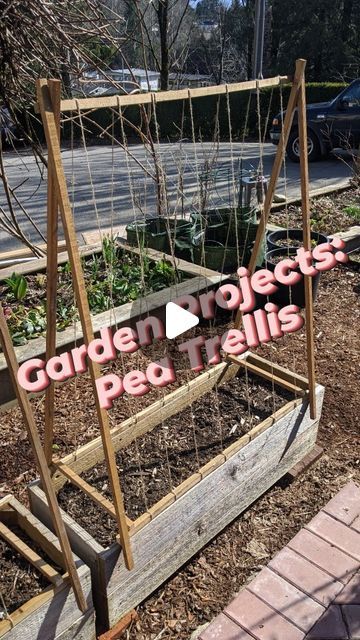 Mitch | PNW No Dig on Instagram: "Pea Trellis!   This past weekend I took advantage of the nice weather to get out in the garden and work on another project that's been on my list for a while. I designed and built a set of trellises for the two small raised beds in the lower garden area by the greenhouse. I figured this would be a perfect space for the snap peas since it's relatively protected from the deer. Since I've already started the peas in the greenhouse there was no more delaying getting this project done!   I was able to use salvaged 1x1" cedar to build the frames and then string some jute twine between to create the climbing structure for the peas. Although the jute will likely need to be replaced each year (a minor expense), the frames are fully portable and can be stored in the Peas Trellis, Snap Pea Trellis, Climbing Structure, Pea Trellis, Deer Fence, Nice Weather, Garden Area, The Greenhouse, Snap Peas