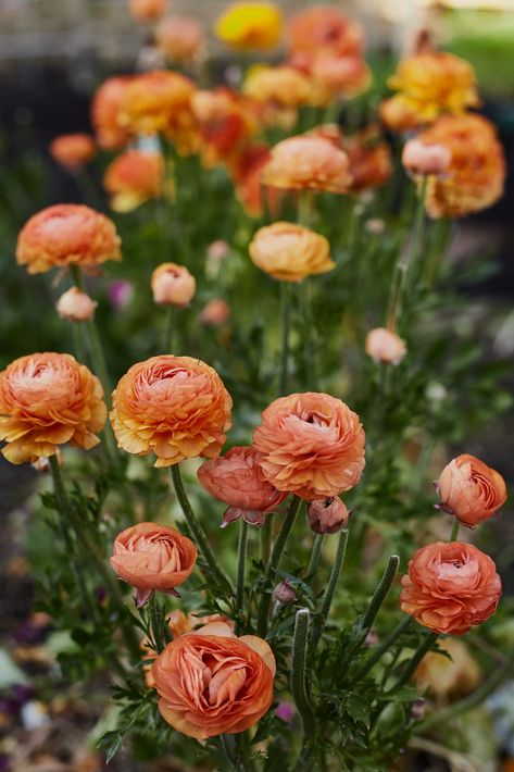 Ranunculus Floral Arrangements, Ranunculus In Garden, Planting Ranunculus, Grow Ranunculus, Red Ranunculus, Ranunculus Garden, Butterfly Ranunculus, Orange Ranunculus, Ranunculus Flower