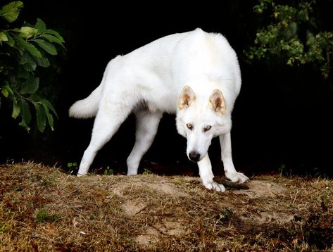 Utonagan Dog, Tamaskan Dog, Northern Inuit, Northern Inuit Dog, Draw Dogs, Dog Kennels, My Husky, Dire Wolf, Wolf Love