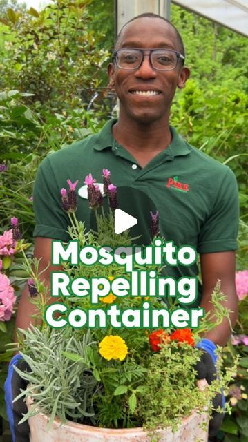 Misquote Repellent Potted Plants, Plant Rosemary, Mosquito Yard Spray, Diy Bug Repellent, Mosquito Repellent Homemade, Diy Mosquito Repellent, Natural Mosquito Repellent, Mosquito Repelling, Increase Height Exercise