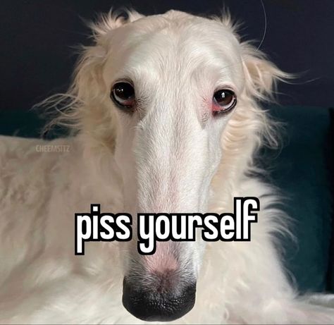 Family Guy Funny Moments, Inspirational Horse Quotes, Borzoi Dog, Goofy Dog, Cute Small Animals, Funny Animal Photos, Silly Dogs, Silly Images, Silly Animals