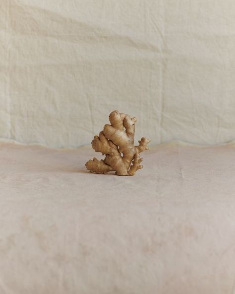 Ginger Root Aesthetic, Gooseberry Ice Cream, Fragrance 101, Ginger Photography, Ginger Aesthetic, Ginger Art, Food Company Logo, Organic Food Market, Food Brand Logos