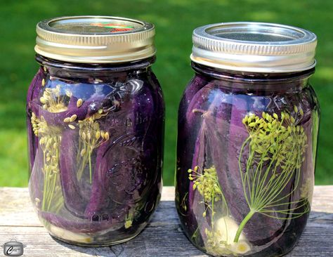 Purple Beans Recipe, Purple Green Beans Recipe, Pickled Beans, Nashville Farmers Market, Peameal Bacon, Purple Beans, Quick Pickles, Pickled Green Beans, Dilly Beans