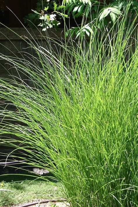 container gardening | dwarf ornamental grasses | garden | gardening | grass | grasses | ornamental grass | ornamental grasses Grasses For Planters, Short Ornamental Grasses Full Sun, Ornamental Grasses In Pots, Short Ornamental Grasses, Grasses For Pots, Red Fountain Grass, Container Pond, Tall Ornamental Grasses, Shade Grass