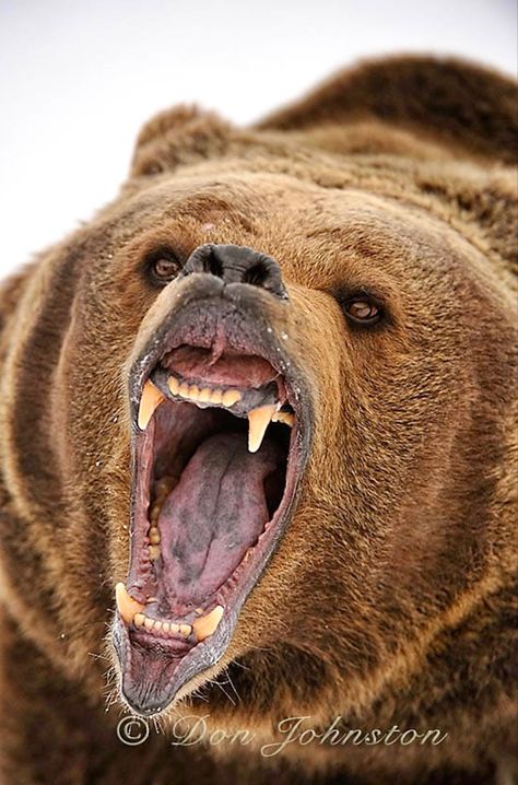 (Ursula arctos horribilis) Roaring Grizzly Bear, Montana Winter, Regard Animal, Buffalo Animal, Kodiak Bear, Angry Animals, Bear Tattoos, Bear Pictures, Majestic Animals