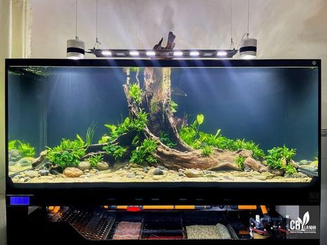 Aquarium Layout Ideas, Freshwater Aquarium Ideas, Cool Aquariums, Hardscape Aquarium, Community Fish Tank, Large Fish Tanks, Goldfish Aquarium, Aquarium Architecture, Fish Aquarium Decorations