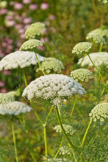 Ammi Visnaga, Toothpick Bishop's Weed, Toothpick Chervil, Toothpick Plant, Visnaga, Khella, Ammi Dilatatum, Apium Visnaga, Carum Visnaga, Daucus Visnaga., False Queen Anne's Lace, Toothpick Weed Ammi Visnaga, Ammi Majus, Biennial Plants, Traditional Garden, Plant Combinations, Foliage Plants, Companion Planting, Farm Gardens, Autumn Garden