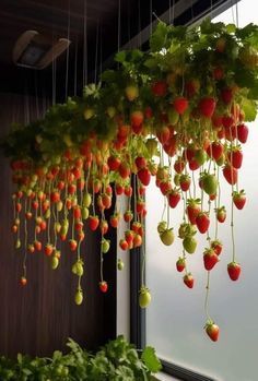 Strawberry Garden Aesthetic, Hanging Strawberry Plants, Hanging Strawberries, Strawberry Vines, Growing Mushrooms At Home, Berry Garden, Courtyard Gardens Design, Strawberry Garden, Home Grown Vegetables