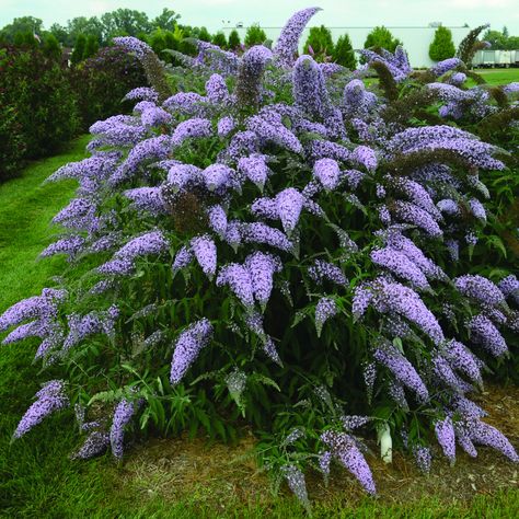 Buddleia Grand Cascade from Jung Seed - This butterfly bush has major flower power! The blooms of many butterfly bushes point upward, but these gently curve downward, giving it a totally different look. The light lavender-purple, honey-scented flower panicles are enormous at 12 to 14 inches long and 4 inches thick, making them highly visible to both humans and pollinators alike. The large shrubs grow 5½ to 6 feet tall and are ideal for borders and creating focal points. Buddleja Davidii, Wisteria Lane, Scent Garden, Easy Care Plants, Butterfly Bush, Large Garden, How To Attract Hummingbirds, Flowering Shrubs, Design Garden