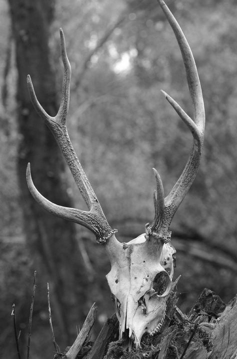 Deer Skull Skull Reference, Baba Jaga, Animal Skeletons, Animal Skull, Vulture Culture, Grey Gardens, Deer Skulls, Animal Bones, Animal Skulls