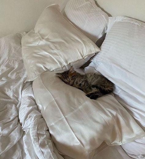 Wellness Era, Morning Bed, Because The Internet, Cat Photos, Sleepy Cat, Cheer You Up, Animal Companions, Orange Cat, Bedding Collections