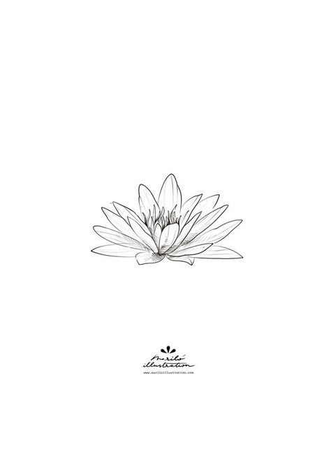 Waterlilly Tattoo Drawing, Water Lilies Tattoo, Water Lily Tattoo Design, Lotus Flower Sketch, Waterlilly Tattoo, Water Lily Drawing, Simple Lotus Flower Tattoo, Water Lily Tattoo, Small Lotus Tattoo