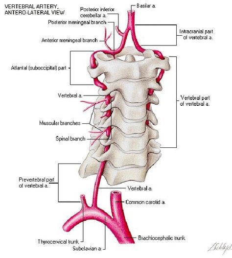 Axillary Artery, Vertebral Artery, Spinal Surgery, Brain Anatomy, Spine Surgery, Medicine Student, Medical School Studying, Medical School Essentials, Human Anatomy And Physiology