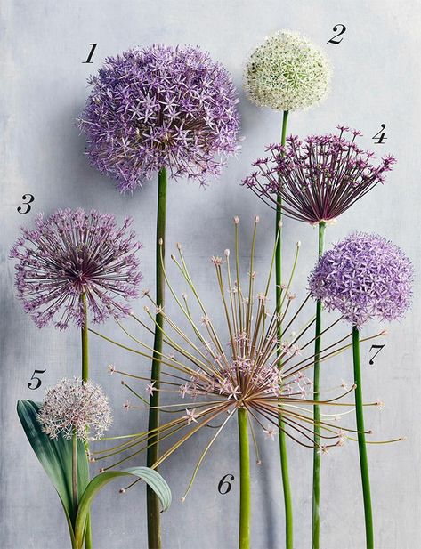 Allium Flowers Landscaping, Alliums Flower, Allium Garden, Allium Flower, Paper Flower Wall Hanging, Allium Flowers, Flower Wall Hanging, Diy Home Decor Ideas, Cut Flower Garden