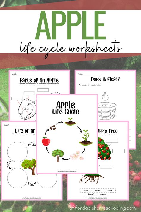 Autumn Homeschool, Apple Life Cycle Craft, Apple Theme Classroom, Apple Tree Life Cycle, Life Cycle Of An Apple, Life Cycle Worksheet, Tree Worksheet, Life Cycles Preschool, Apple Unit Study