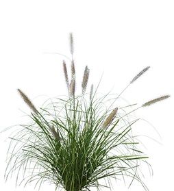 Western Australia Facts About Plants, Foxtail Grass, Liriope Muscari, Lawn Alternatives, Australian Native Plants, Best Plants, Border Plants, Garden Types, Ground Cover Plants