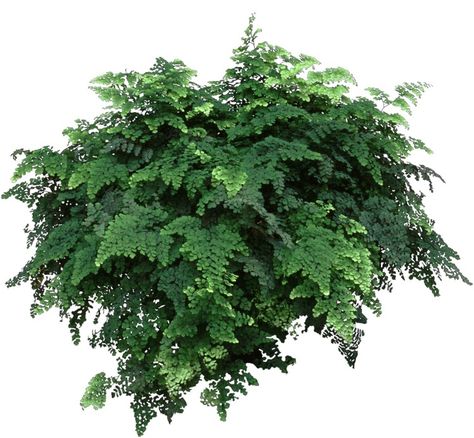 Learn to grow and care for a Maidenhair fern at: https://www.houseplant411.com/houseplant/maidenhair-fern-how-to-grow-care-guide-delta-fern Maiden Hair, Yard Plants, Plant Friends, Black Mold, Maidenhair Fern, Leafy Plants, Poisonous Plants, Easy Backyard, Winter Plants