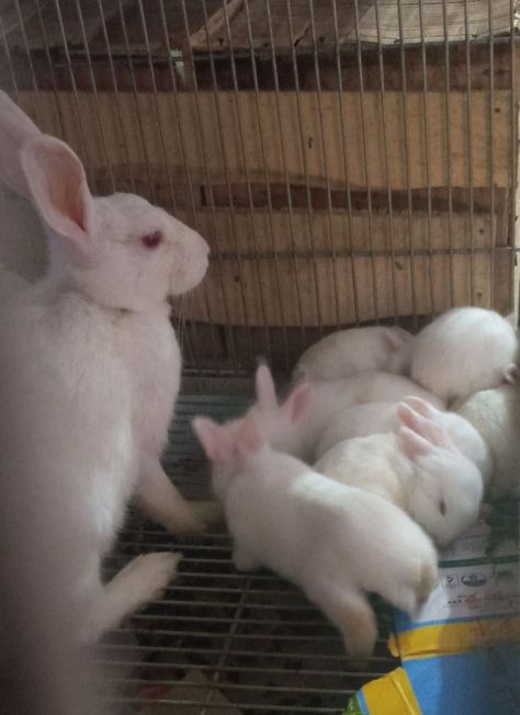 white Rabbit bunnies red eyes for sale in Karachi. Bunnies White, White Rabbit, Red Eyes, Rabbits, Desi, For Sale, Animals, Red, White