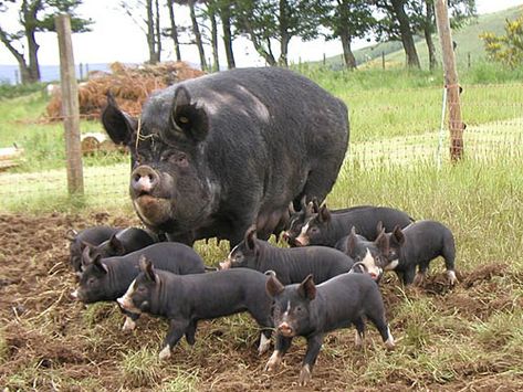 What type of pig to raise. Pastured Pigs, Berkshire Pigs, Pig Breeds, Raising Pigs, Mini Pigs, Pig Farming, Animal Science, Pet Pigs, Hobby Farms