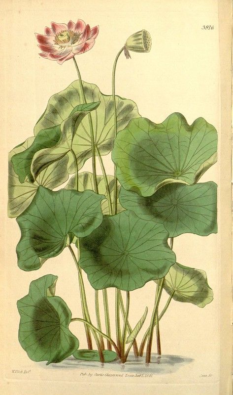 n110_w1150 | Curtis's botanical magazine.. London ; New York… | Flickr Missouri Botanical Garden, John James Audubon, Floral Image, Plant Illustration, Floral Illustrations, Botanical Illustration, Vintage Wall Art, Botanical Art, Botany