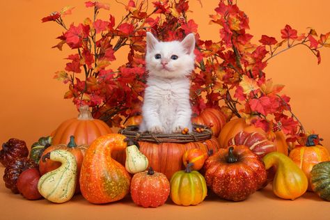 Happy Thanksgiving Cat, Cat Photoshoot, Thanksgiving Cat, Pumpkin Cats, Autumn Cats, Happy Thanksgiving Pictures, Fall Collage, Pets Photos, Cat Phone Wallpaper