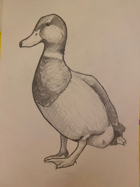 Mallard Duck Drawing Sketches, Mallard Duck Sketch, Mallard Duck Tattoos, Duck Drawing Realistic, Drawing Ideas Duck, Mallard Drawing, Duck Drawing Sketches, Mallard Duck Drawing, Duck Pencil Drawing