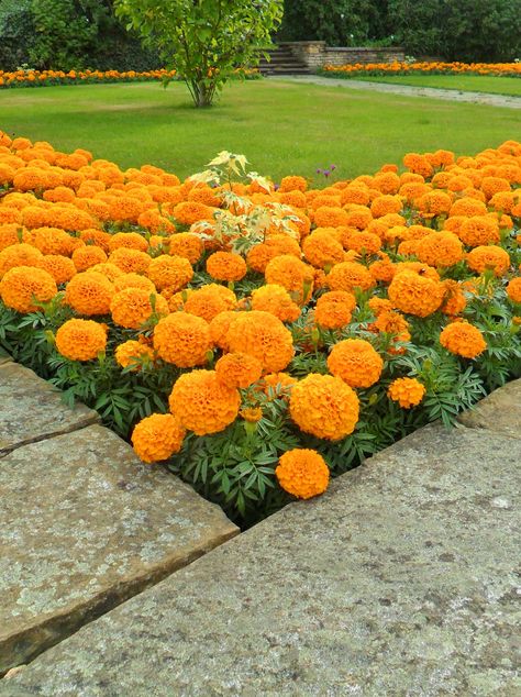 Marigold Garden, Marigolds In Garden, Sutton Coldfield, Front Garden Landscape, Front Yard Garden Design, Container Gardening Flowers, Flower Garden Design, Beautiful Flowers Garden, Garden Yard Ideas